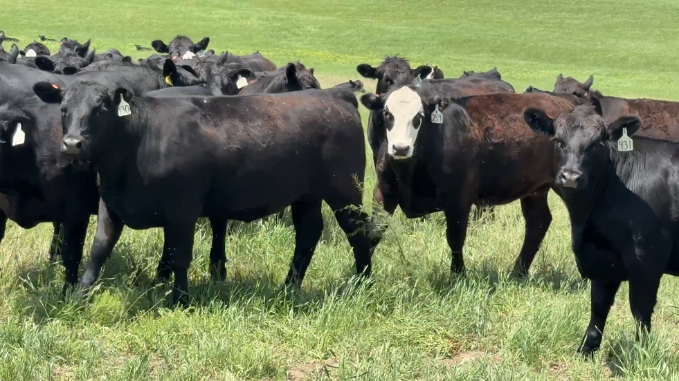 600 head of Bred Heifers! BH627A5